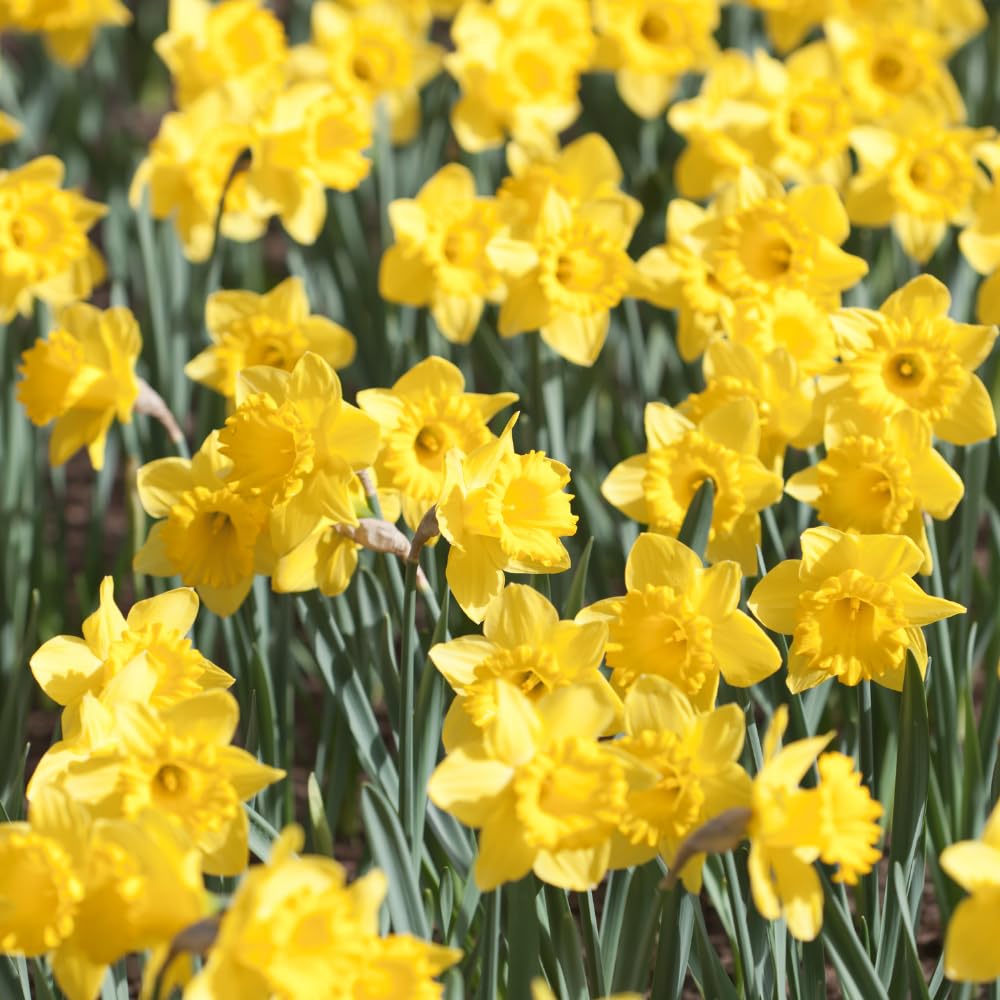 50 Wild Daffodil Bulbs, Lent Lily, Yellow Spring Flowering Perennial for Garden Borders, Cold-Hardy Narcissus for Early Spring Blooms