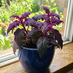 Gynura Purple Passion Live House Plant, 4-8" Rooted Plants, 2 Per Pack, Soft Purple Textured Leaves, Fast Growing & Easy Care