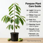 Pawpaw Tree Live Plant, 12 to 18 Inch Tall, Well-Rooted in 1 Quart Container, Cold-Hardy Edible Plant for Home Landscapes