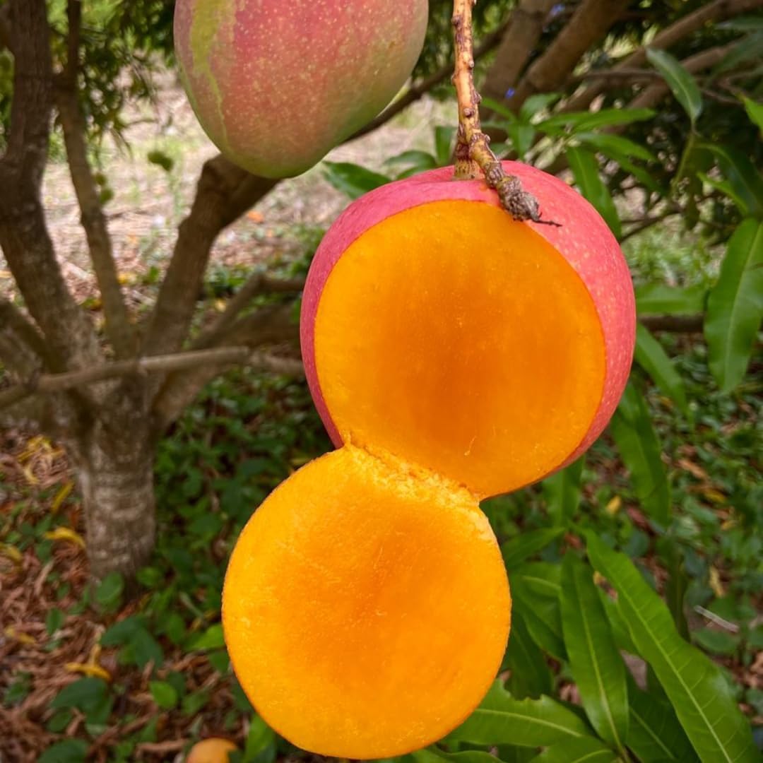 Grafted Valencia Pride Yellow Mango Plant 2.5–3 Ft | Live Mango Fruit Tree | Fast-Growing Tropical Variety for Outdoor Growing & Container Gardening | No Ship to CA,HI,AK