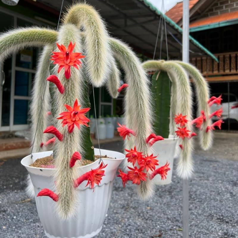 Live Monkey Tail Cactus, 4" Potted Plant, Easy Care Indoor Greenery, Decorative Long Trailing Cactus for Shelves and Bright Spaces