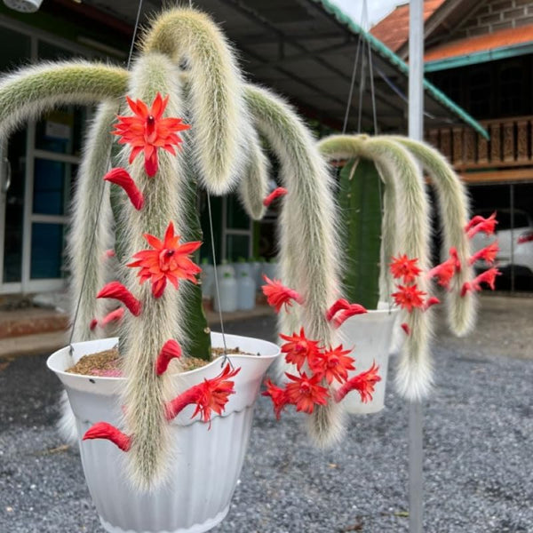 Live Monkey Tail Cactus, 4" Potted Plant, Easy Care Indoor Greenery, Decorative Long Trailing Cactus for Shelves and Bright Spaces