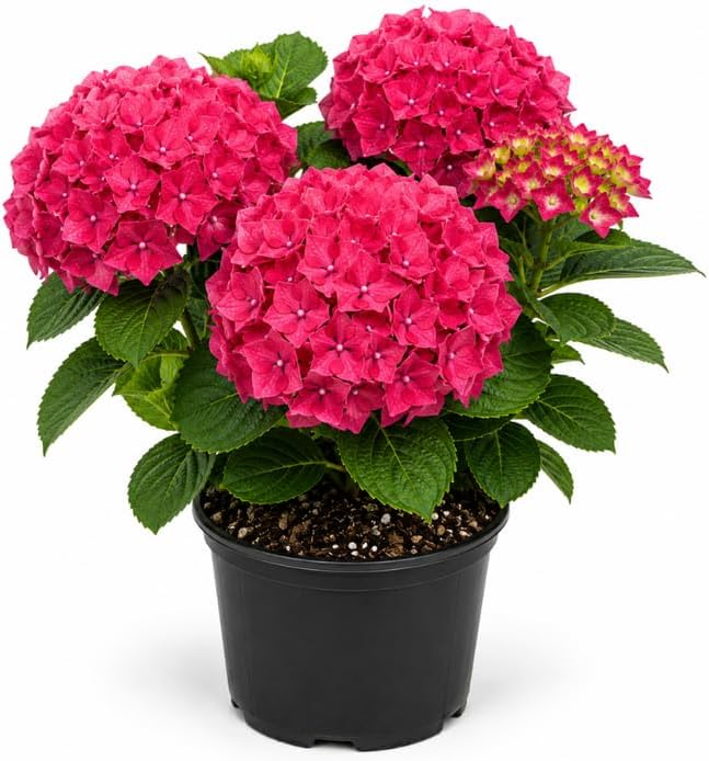 Hydrangea Live Plant, French Hydrangea Macrophylla Plant 4-6 Inch Tall, Well-Rooted, Color Changing Blooms for Shady Yard Borders