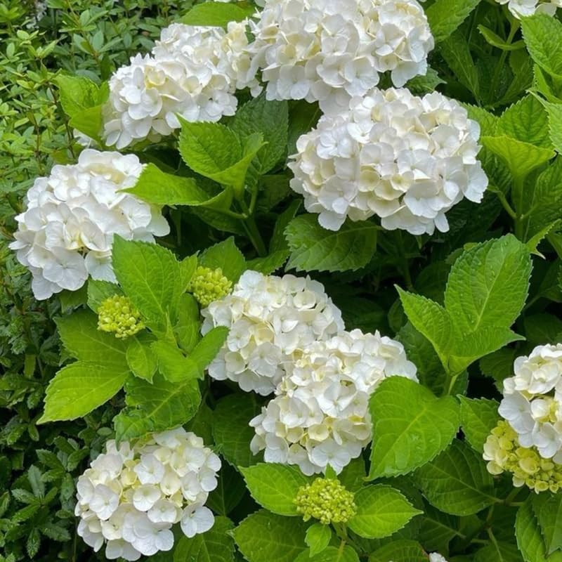 2 Snow Ball Bush Live Plants | Japanese Snowball Bush Plants Live | 1–2 Ft Tall Bare Root Plants | Suitable for Yard Growing and Seasonal Flower Display