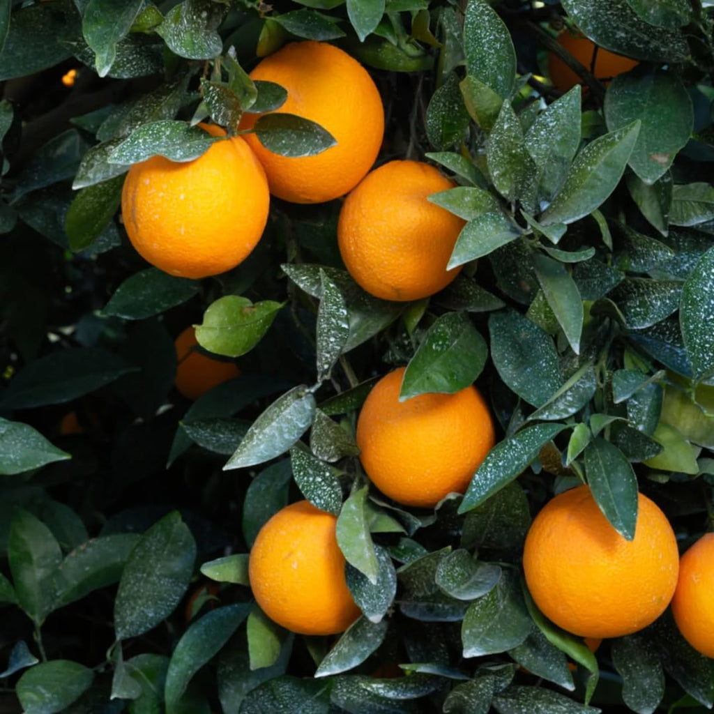 (No Ship to CA,HI,AK) Kishu Mandarin Oranges Tree Live Plant | 1 Gallon Live Potted Citrus Tree | Sweet Juicy Fruit for Cooking Juicing & Home Gardening