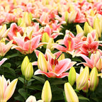 Mixed Oriental Lily Bulbs, Set 4 Mixed Lilly Bulbs for Planting, Live Flowering Plant Bulbs, Colorful Fragrant Flowers Starters for Backyard and Garden Rows