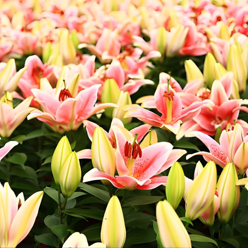 Mixed Oriental Lily Bulbs, Set 4 Mixed Lilly Bulbs for Planting, Live Flowering Plant Bulbs, Colorful Fragrant Flowers Starters for Backyard and Garden Rows