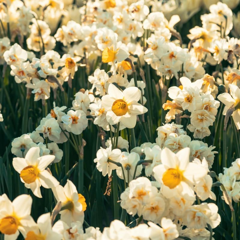 20 Daffodil Bulbs for Planting, Fragrant Mixed Double Daffodils, Hardy Flower Bulbs, Bulk Daffodil Bulbs for Outdoor Garden