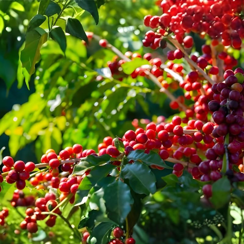 (No Ship to CA,HI,AK) Arabica Coffee Plant Live, 1 Gallon Pot, 1-2 Feet Tall Live Indoor Tree with Shiny Green Foliage, Self-Pollinating Arabica for Fresh Homegrown Beans