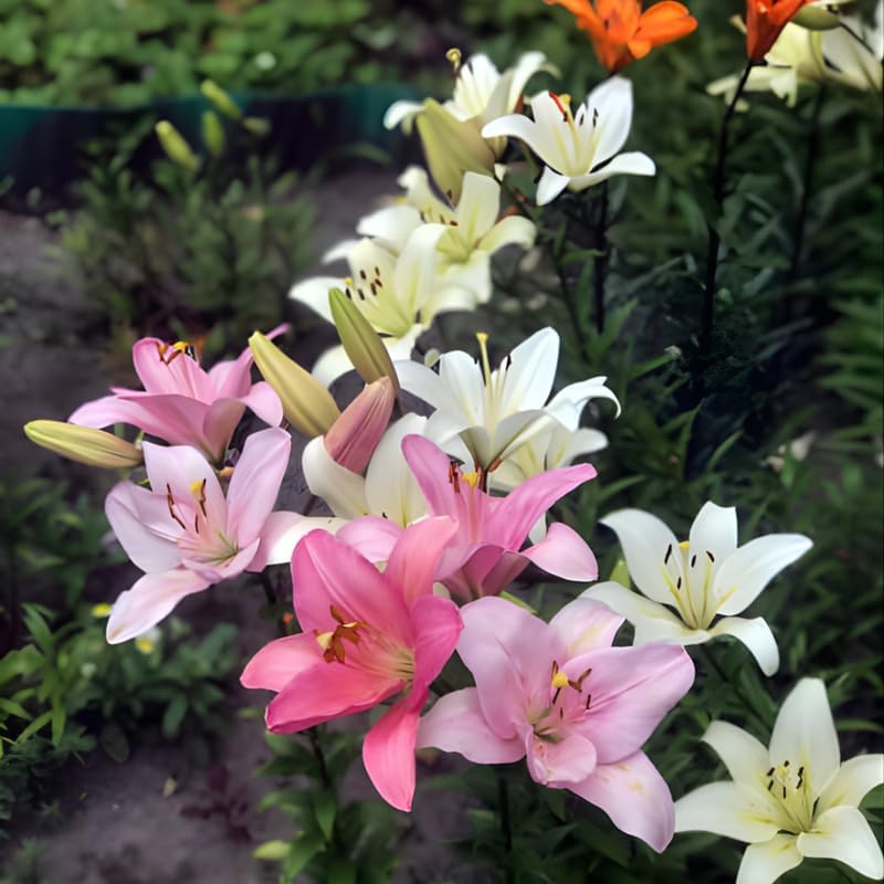 8 Assorted Oriental Lily Bulbs, Well-Rooted Plant Starters, Low Maintenance Flowering Bulbs for Sunny Outdoor Spots