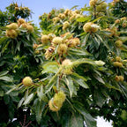 2 Chinese Chestnut Tree Live Plant – 2 to 3 Ft Tall | Sweet Nut-Producing Tree for Home Orchards | Hardy and Fast-Growing