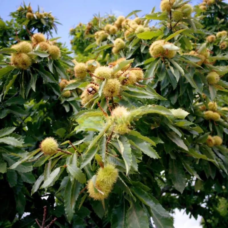 2 Chinese Chestnut Tree Live Plant – 2 to 3 Ft Tall | Sweet Nut-Producing Tree for Home Orchards | Hardy and Fast-Growing