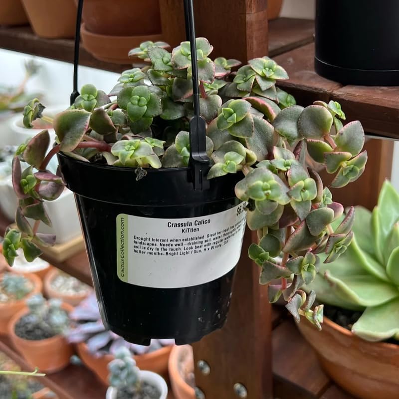 Calico Kitten Succulent Live in 4 Inch Pot | Pink Variegated Trailing Plant | Great for Window Ledges, Office Corners, and Compact Plant Displays