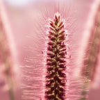 2 Pink Muhly Grass Live Plants, 4-Inch Height, Easy to Grow, Low Maintenance, Decorative Grasses with Soft Pink Flower for Garden Borders & Landscape Accents