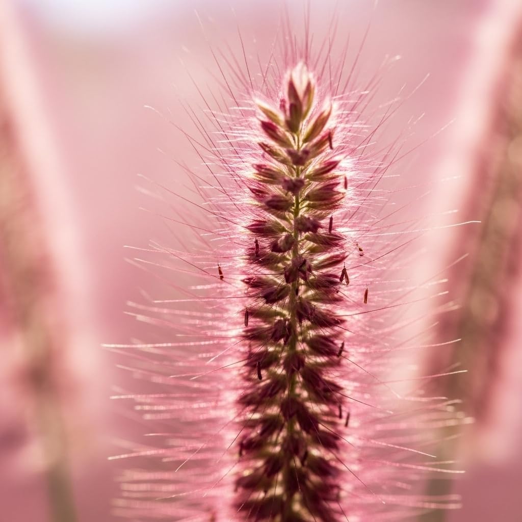 2 Pink Muhly Grass Live Plants, 4-Inch Height, Easy to Grow, Low Maintenance, Decorative Grasses with Soft Pink Flower for Garden Borders & Landscape Accents