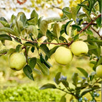(No Ship to CA,HI,AK) Golden Delicious Apple Tree, Malus Domestica Starter, 5 Gal Pot, Cold-Hardy Edible Yellow Apple Tree for Large Pots and Home Gardens