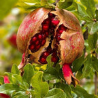Live Pomegranate Tree Plant in 4 Inch Pot | Pomegranate Plant Live for Planting | Hardy, Fast-Growing Fruit Tree for Home Gardens, Outdoor Beds & Edible Landscapes