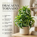 Dracaena Tornado Live Plant, 4 Inch Pot, Sturdy Low Maintenance Indoor Plant with Twisted Curly Leaves for Home & Office Desk Decor
