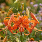 3 Tiger Lily Bulbs for Planting Outdoors, Spotted Petal Variety, Well-Rooted Plant Starters for Large Pots and Backyard Landscapes