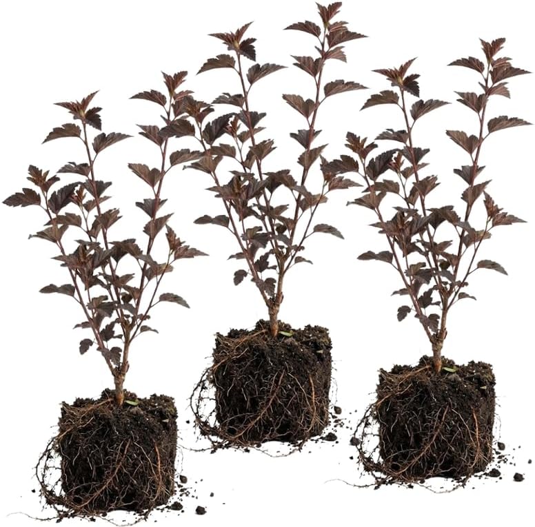 3 Ninebark Shrub Live Plant, 12-24 Inch Tall, Well-Rooted Bare Root Starter, Hardy Flowering Deciduous Plant for Backyard and Garden