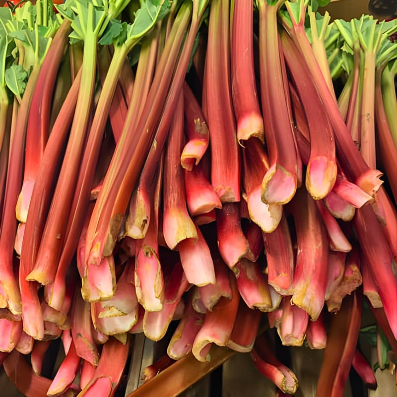 3 Rhubarb Roots for Planting, Large Red Cherry Rhubarb Crown, Fast-Growing Hardy Rhubarb Plant for Outdoor and Backyard Gardens,Hardy Non GMO Plant for Homegrown Gardens