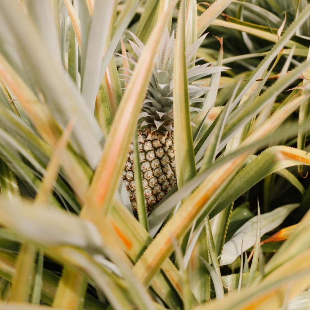 Pineapple Live Plant Starter, 6" Pot Tropical Fruit Plant, Vigorous Edible Bromeliad for Backyard Gardens & Containers, Easy to Care Exotic Harvest