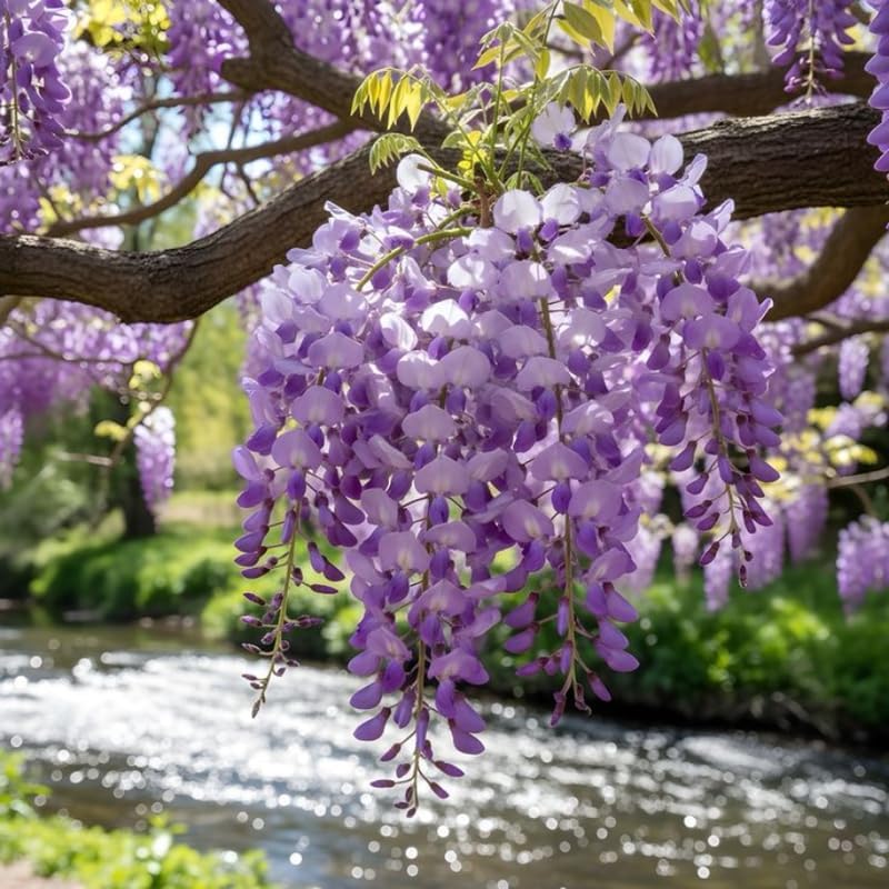American Purple Wisteria Live Plant 12-24 Inch Tall, Fragrant Amethyst Wisteria Flowers, Easy-Care Climbing Vine for Landscapes, Fences & Outdoor Garden Décor