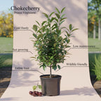 Chokeberry Plant Live, 3-4 Inch Size, Low Maintenance Deciduous Fruit Producer for Small Yards