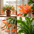Orange Christmas Cactus Plant, 5-6 Inch Tall, Winter Blooming Succulent Starter for Home Décor, Low Maintenance Plant for Bright Indoor Spaces and Holiday Gifts