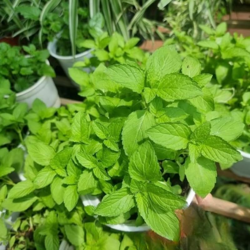 2 Spearmint Plant, 3" Pot, Fresh Herb Plants Live, Mint Plants for Inside Windowsills or Outdoor Garden Beds