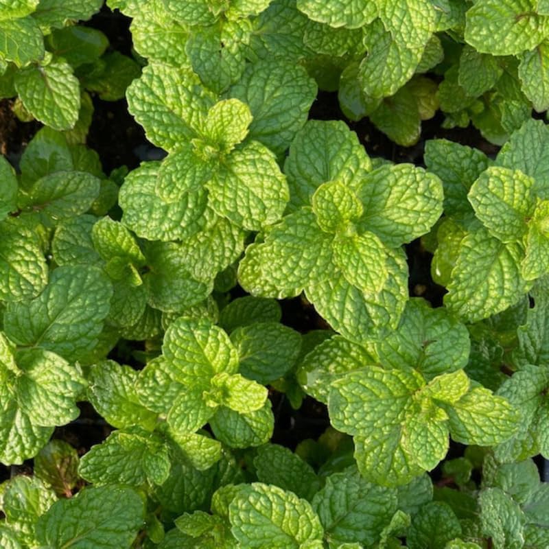 2 Chocolate Mint Plants, 3-Inch Pot, Mint Plants Live, Fast Growing Aromatic Perennial for Modern Landscape and Herb Gardening