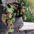 Pink Calico Kitten Hanging Plant Live in 6 Inch Pot | Variegated Trailing Crassula with Cascading Growth | Designed for Hanging Baskets, Window Spaces, and Plant Walls