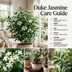 (No Ship to CA,HI,AK) Duke Jasmine Plant Live, 1 Gallon Pot, Low Maintenance Highly Fragrant Shrub for Homeowners, Sturdy Starter for Elegant Floral Displays
