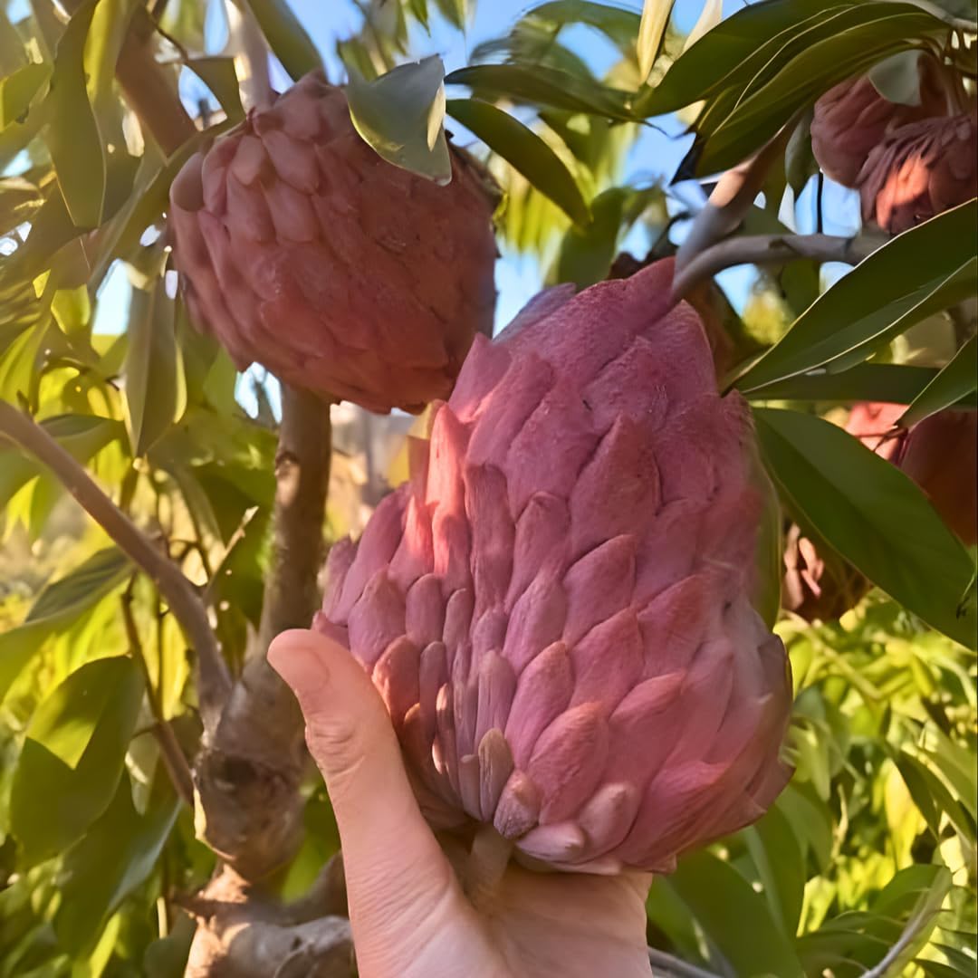 Red Sugar Apple Tree Live Plant | 2.5–3 Ft Tropical Fruit Tree | Perfect for Home Gardens, Patios, and Container Growing | No Ship to CA,HI,AK