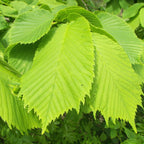 American Elm Native Trees Live Plant | Fast-Growing Cold Hardy Elm Tree for Landscaping | 6-12 Inc Live Tree for Yard, Garden & Windbreaks