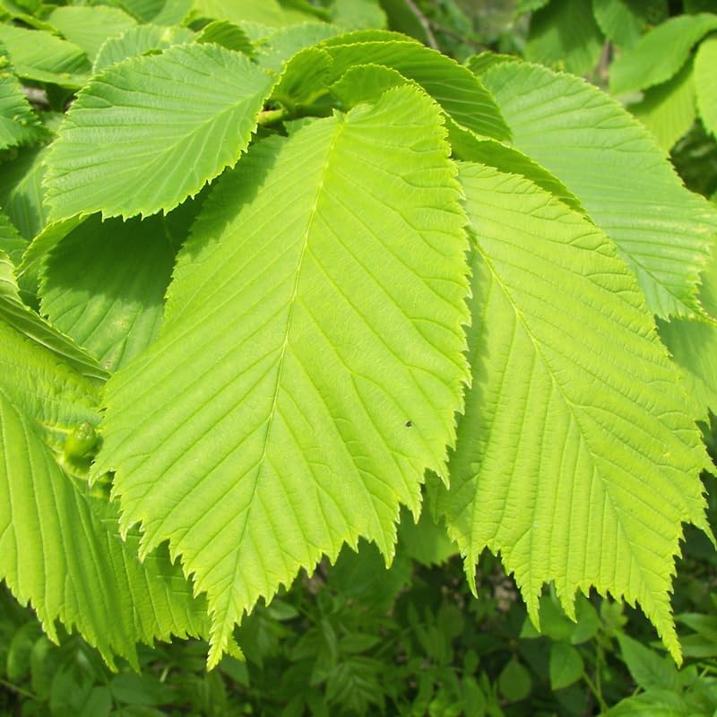 American Elm Native Trees Live Plant | Fast-Growing Cold Hardy Elm Tree for Landscaping | 6-12 Inc Live Tree for Yard, Garden & Windbreaks