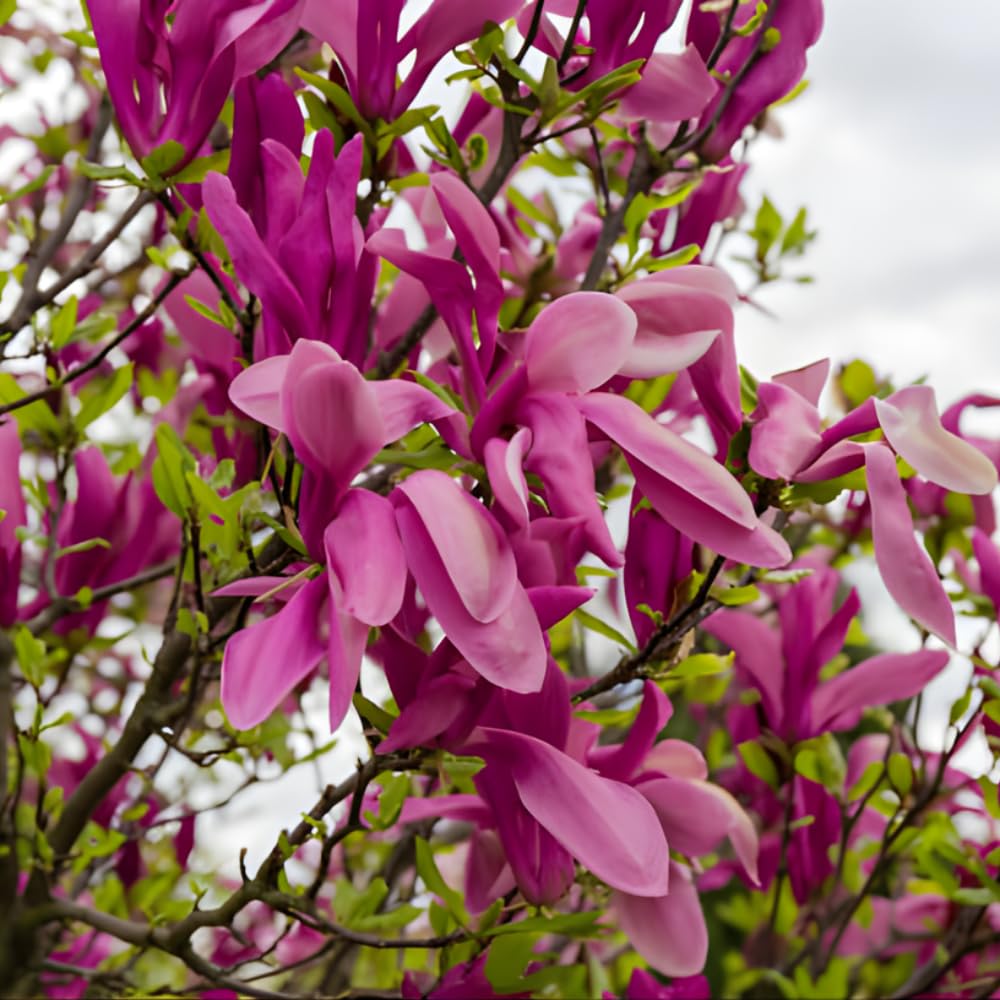 2 Ann Magnolia Tree, 12-18 Inch Tall in 2.5 Inch Pot, Vigorous Spring Bloomer for Sunny Backyard Landscapes, Fragrant Flower Tree