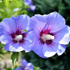 5 Althea Rose of Sharon Plant Live Mixed Colors - Hibiscus Syriacus Plant Live – 6 to 12 Inch Live Seedlings | Hardy Flowering Shrubs with Summer Blooms | Easy to Grow Garden Favorites