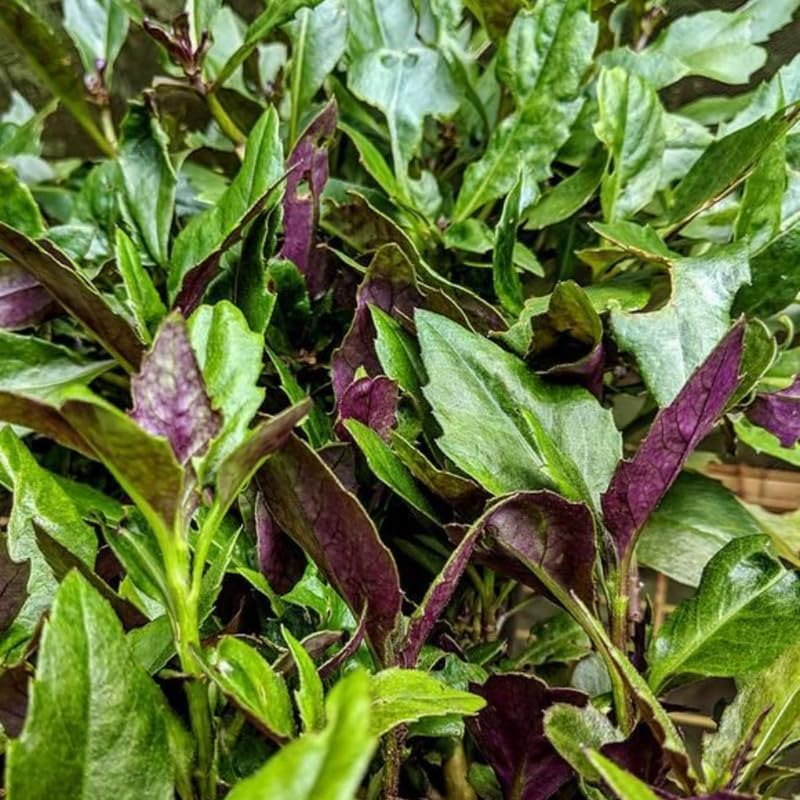 5 Live Okinawa Spinach Plant, 12-24" Tall Bare Root, Easy to Grow Edible Greenery, Two-Tone Purple and Green Leaf Plant for Backyard and Patio