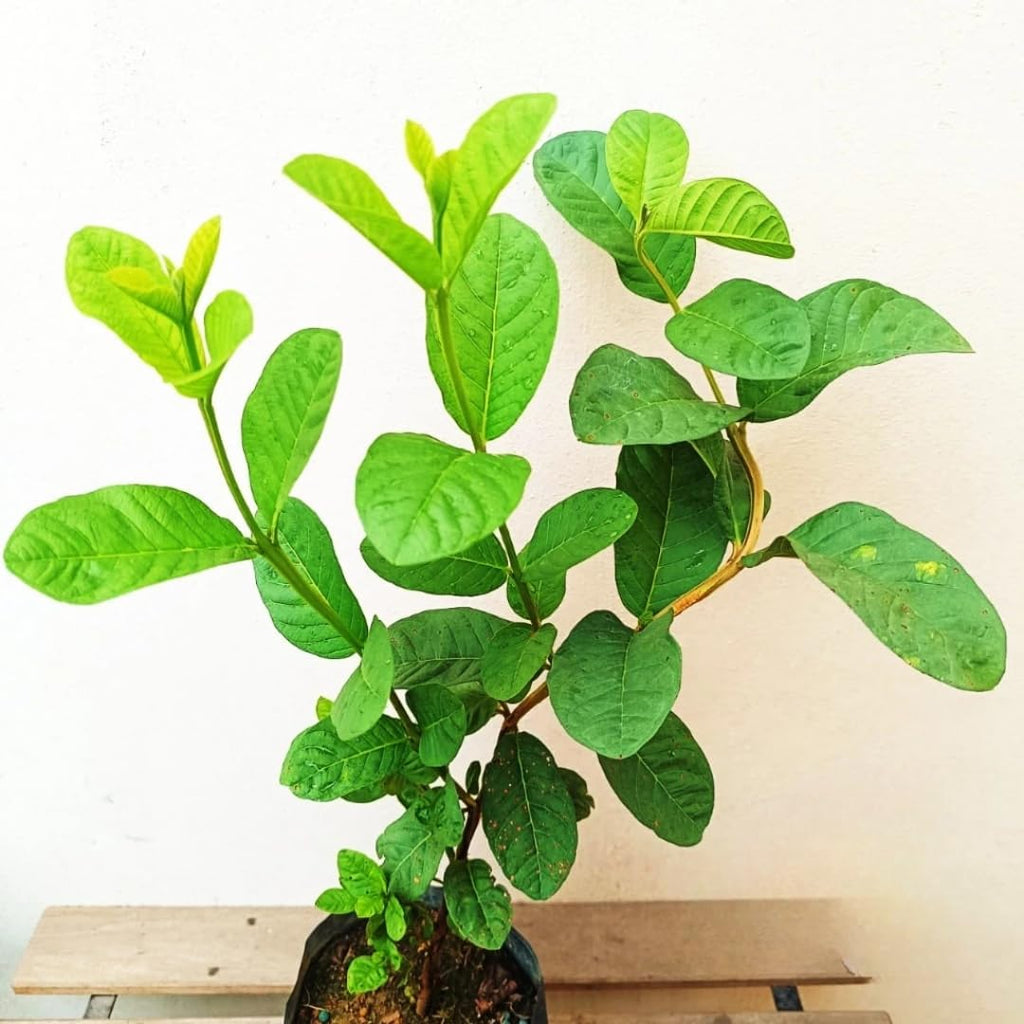 2 Count Pink Guava Tree Live Plant | Tropical Fruit Tree | Home Garden | 4-6 Inch Young Guava Plants | Easy to Grow & Fruiting