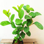 2 Count Pink Guava Tree Live Plant | Tropical Fruit Tree | Home Garden | 4-6 Inch Young Guava Plants | Easy to Grow & Fruiting