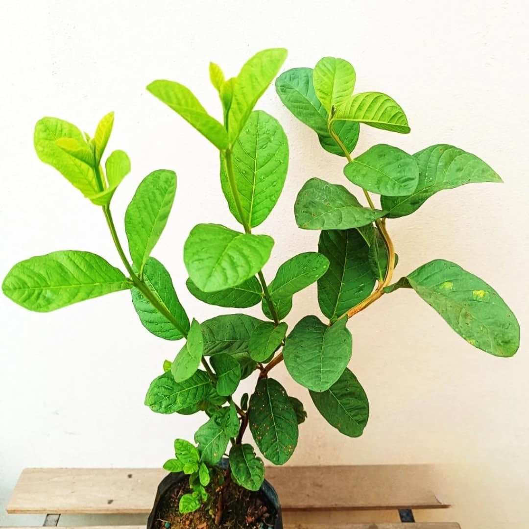 2 Count Pink Guava Tree Live Plant | Tropical Fruit Tree | Home Garden | 4-6 Inch Young Guava Plants | Easy to Grow & Fruiting
