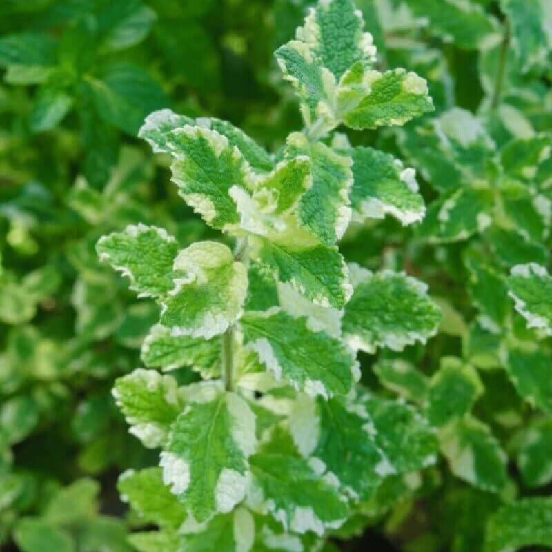 2 Chocolate Mint Plants, 3-Inch Pot, Mint Plants Live, Fast Growing Aromatic Perennial for Modern Landscape and Herb Gardening