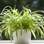 2 Curly Spider Plant Live in 4 Inch Pot, Live Spider Plants Indoor, Air-Purifying, Low Maintenance, Perfect for Home and Office Décor, Easy Care Starter Plants