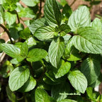 2 Chocolate Mint Plants, 3-Inch Pot, Mint Plants Live, Fast Growing Aromatic Perennial for Modern Landscape and Herb Gardening