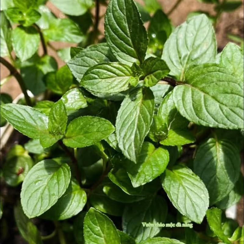 2 Chocolate Mint Plants, 3-Inch Pot, Mint Plants Live, Fast Growing Aromatic Perennial for Modern Landscape and Herb Gardening