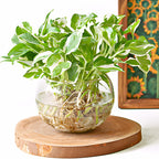 N’Joy Pothos Live Houseplant in 4 Inch Pot |Epipremnum Aureum Tree for Planting | Ideal Live Pothos Plant for Shelves, Desktops & Hanging Pots – Hardy