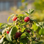 Live Raspberry Plants Live for Planting, 7" Bare Root Seedling, Cold-Hardy Rubus Idaeus Deciduous Shrub, Well-Rooted Starter Plant for Home Orchard