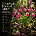 Hot Pink Tolumnia Oncidium Orchid Plant, Dancing Lady Floral Shrub, Easy Care Indoor Blooming Plant for Garden and Home Decor
