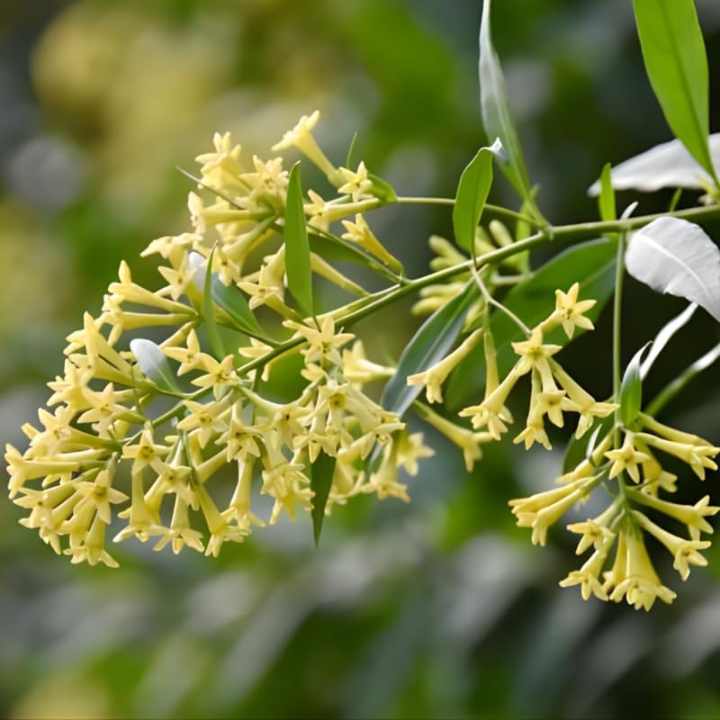 Night Blooming Jasmine Plant Indoor Live, Midnight Jasmine 8 Inch Tall Bare Root Seedling, Night Scented Flowering Plant for Patios